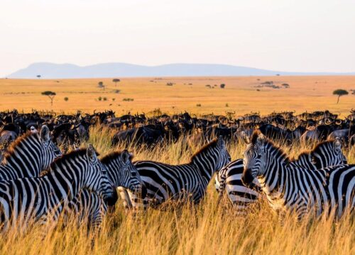 3-Day Group Safari in Tanzania