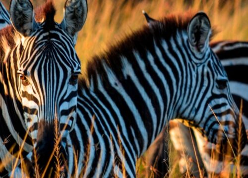 5-Day Group Joining Safari in Tanzania