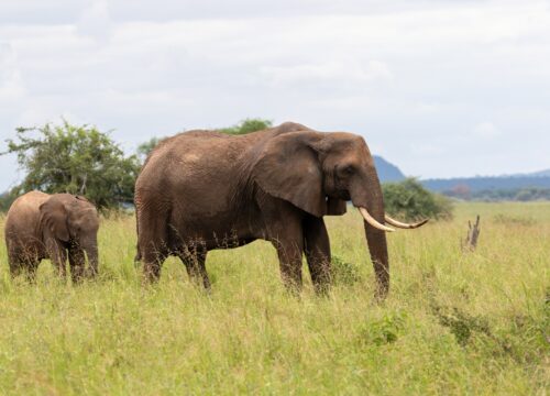 4-Day Tanzania Camping Safari