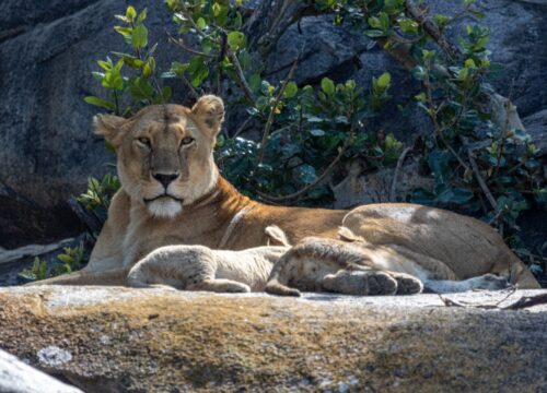 3-Day Manyara, Tarangire and Ngorongoro