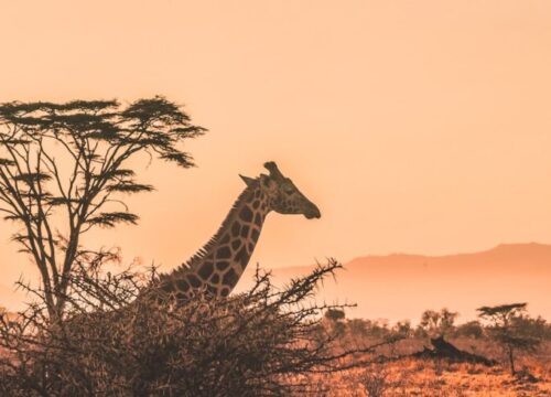 6-Day Tanzania Camping Safari.